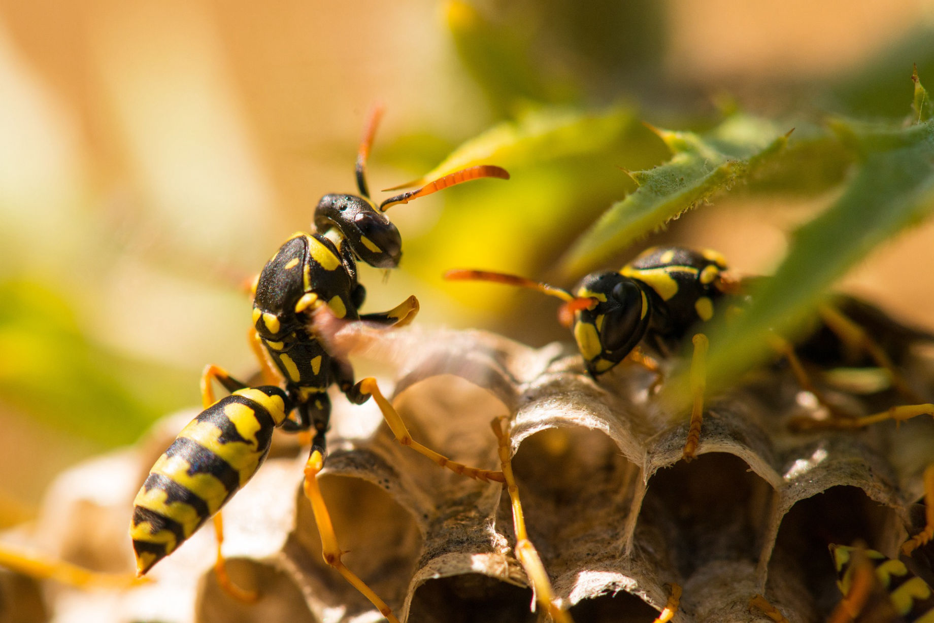 Destruction de nids de guêpes et de frelons à Condé-en-Normandie
